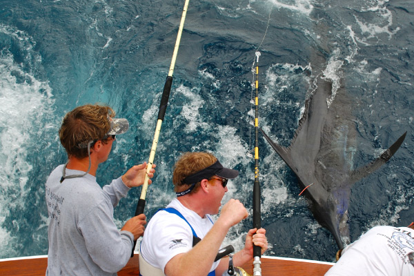 Tim's Marlin Release