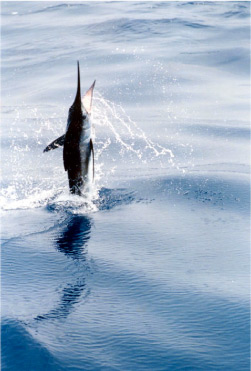 White Marlin