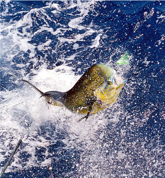 Dolphin Catch