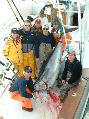 Dolphin Catch