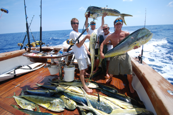 Dolphin Catch