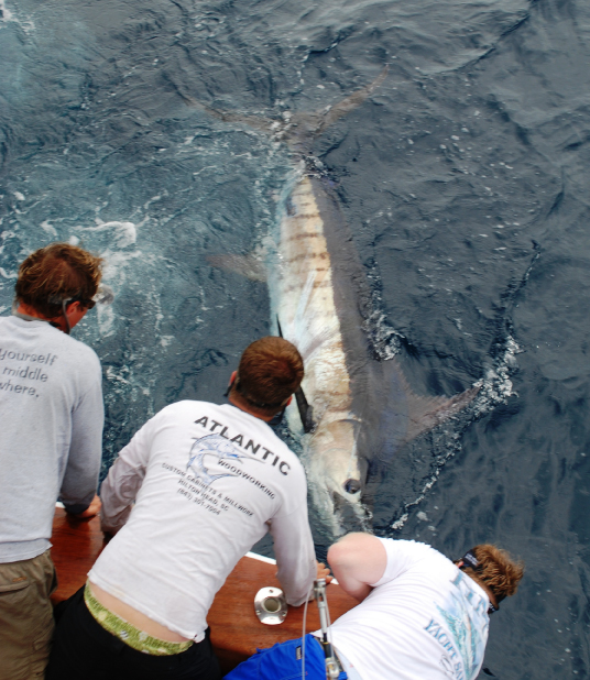 Dolphin Catch