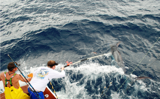 Dolphin Catch