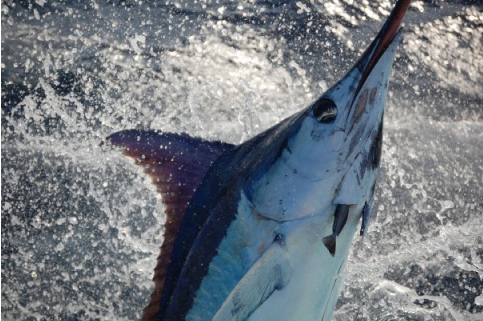 Dolphin Catch