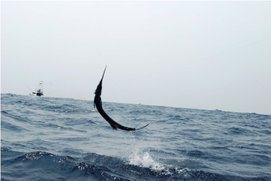 Dolphin Catch