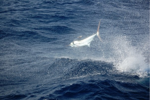 Dolphin Catch