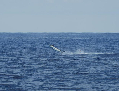 Dolphin Catch