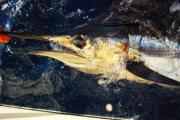 Chub Cab Marlin